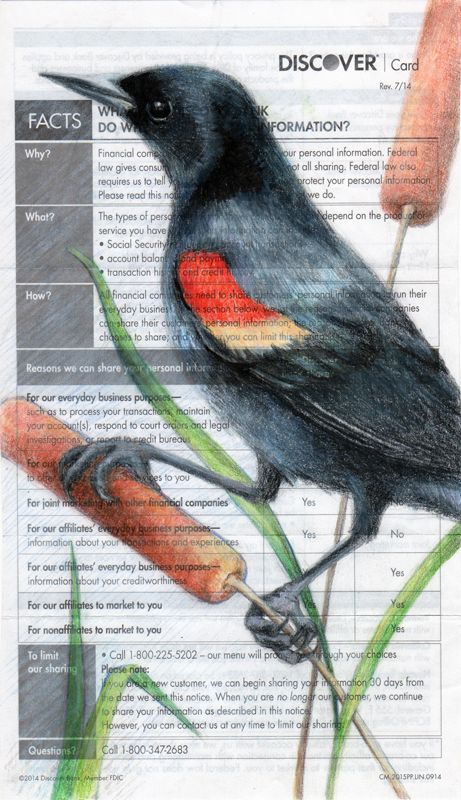 redwing-blackbird-marsh_W